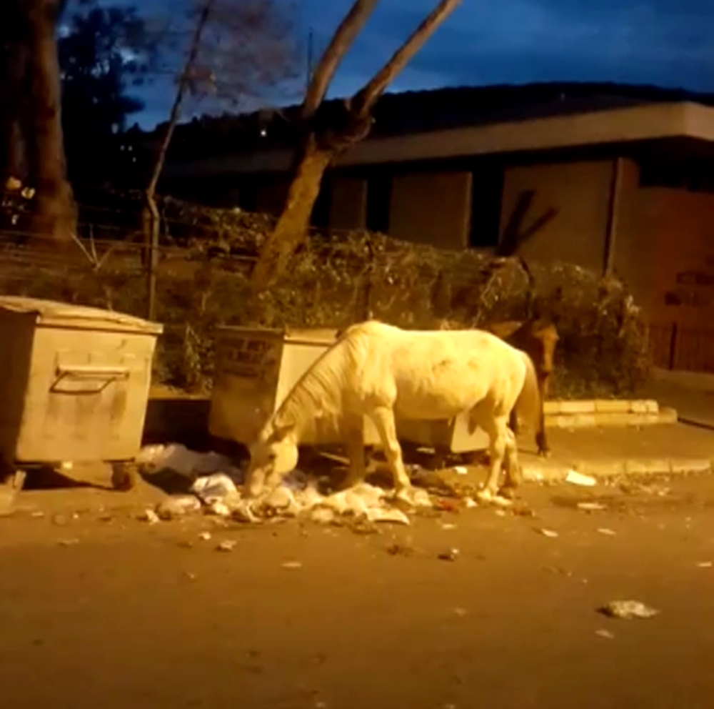 Büyükadada Çöpte Yemek Arayan Atlar Yürekleri Sızlattı