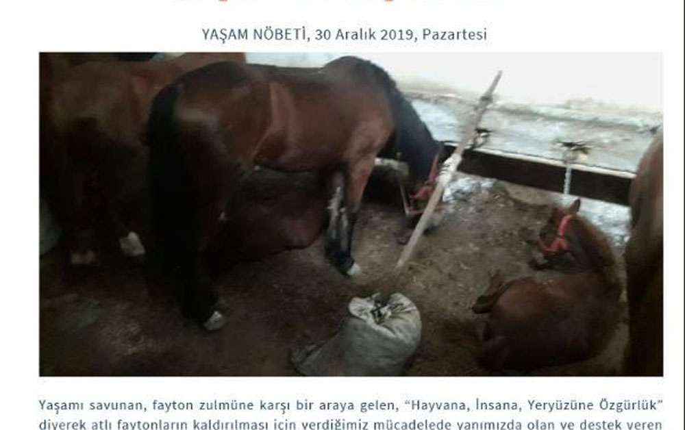 Büyükadadaki Karantina Ahırları Görüntülendi