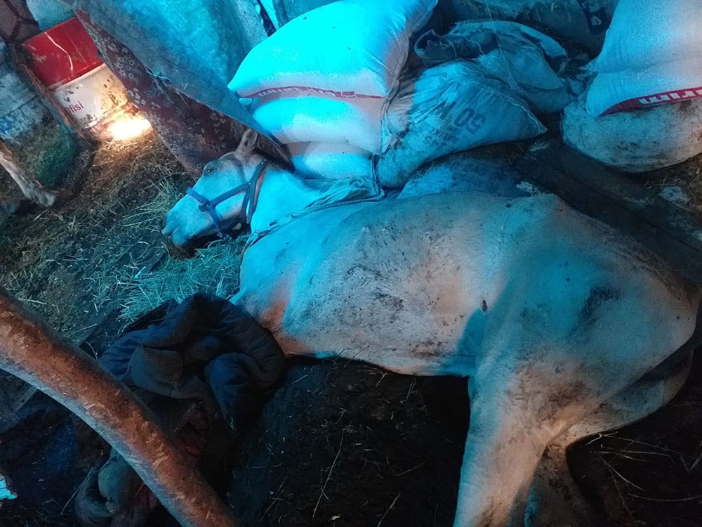Büyükada’daki karantina altındaki atların içler acısı hali kamerada