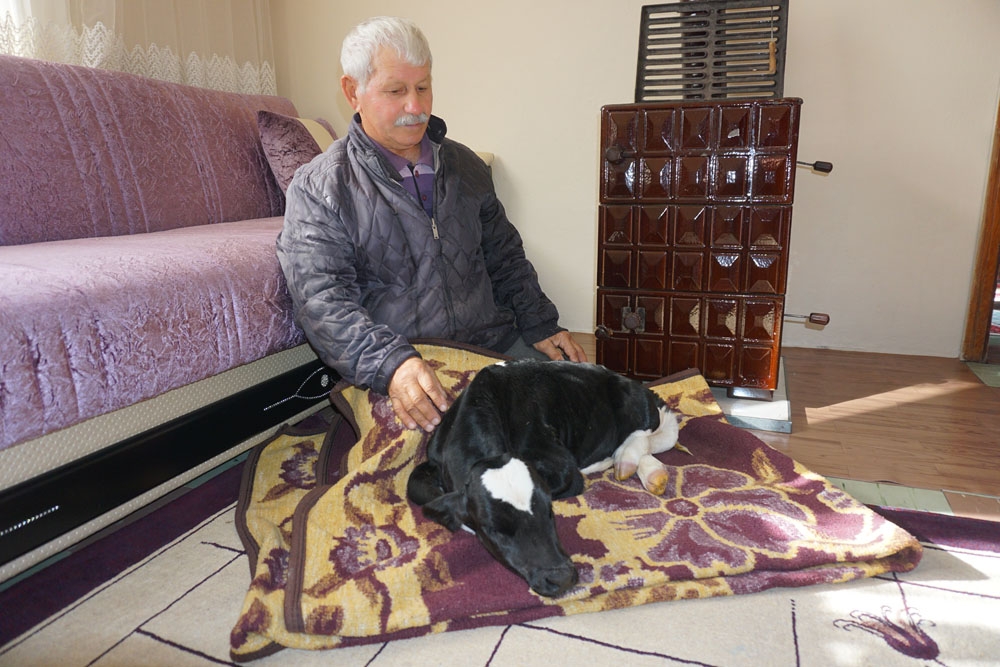 Buzağıyla Aynı Oda Da Yaşıyorlar