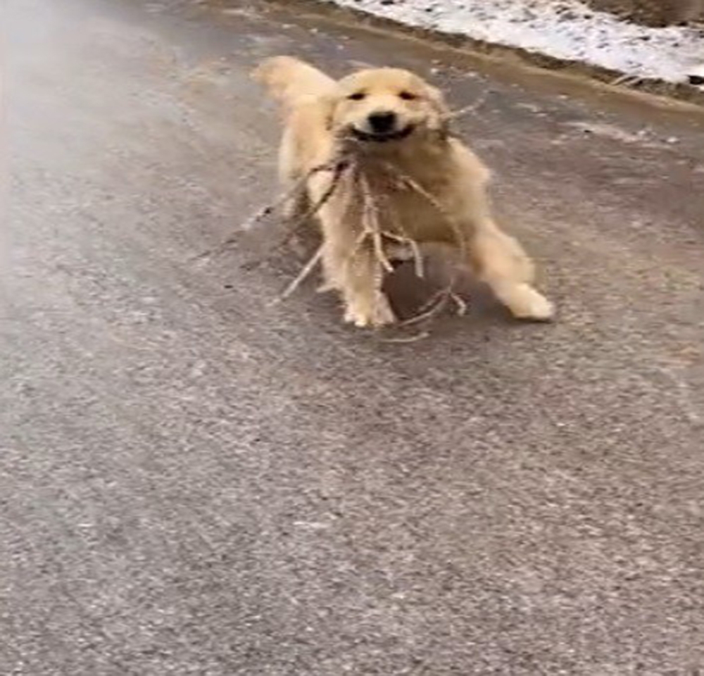 Buzlu yolda kayan sevimli köpek gülümsetti