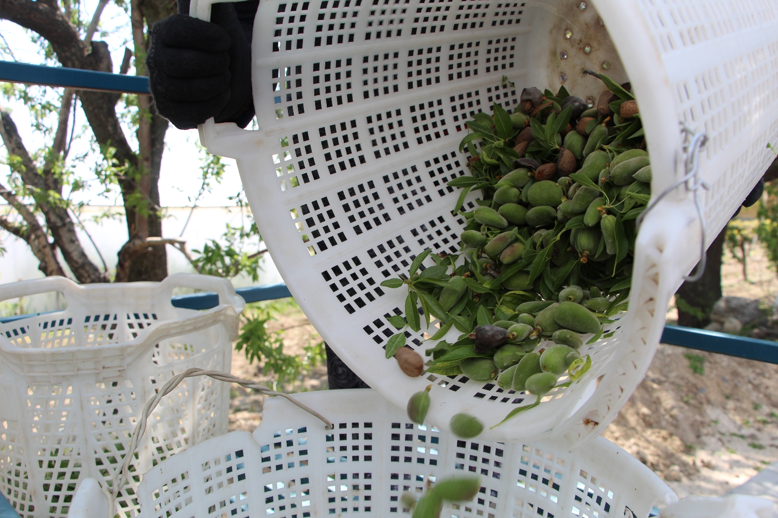 Çağla bademin fiyatı 5’e katladı