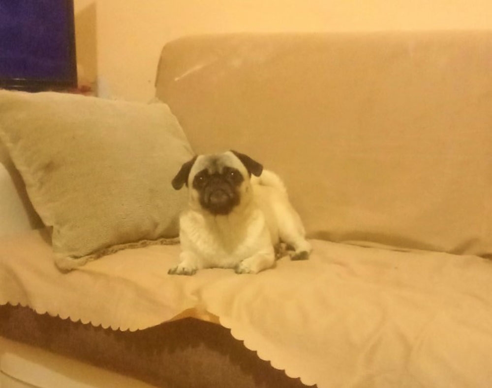 Çaldıkları köpeği severek sakinleştiren şahıslar güvenlik kameralarına yansıdı