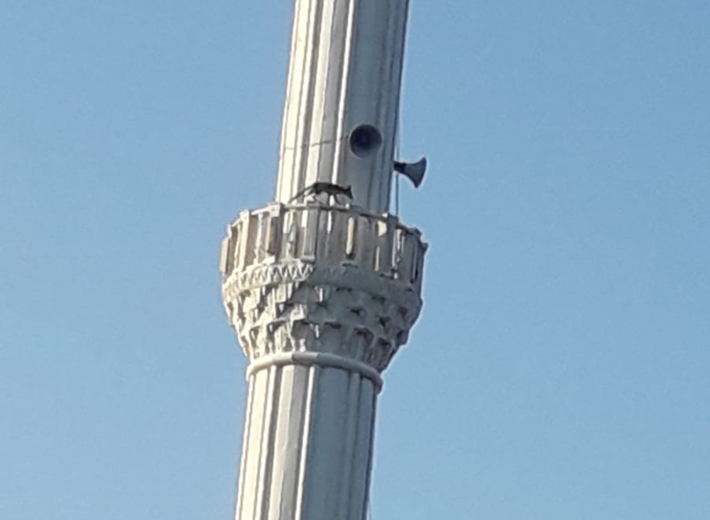 Cami minaresinde dolaşan tilki görenleri şaşırttı