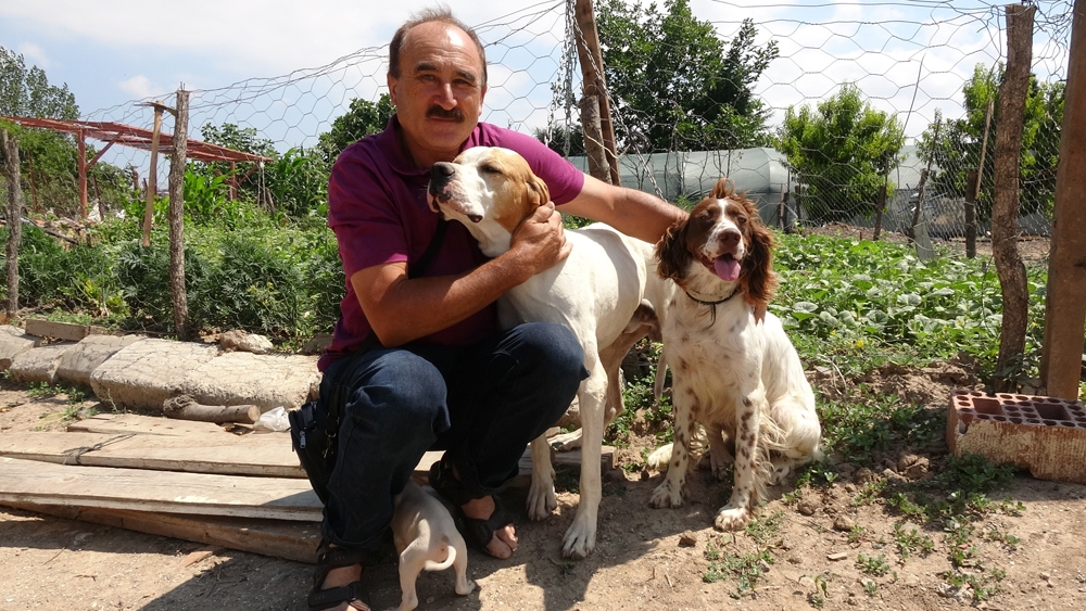 Çanakkale’de köpeklere eziyet iddiası asılsız çıktı