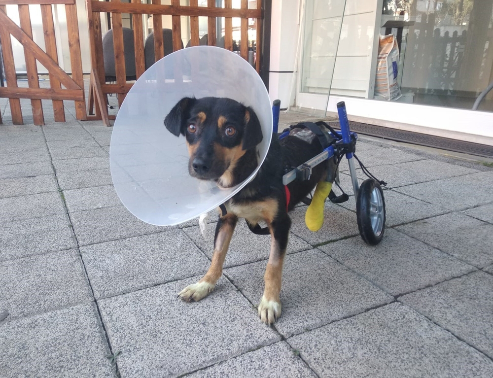 Canice bacakları kesilen köpeğe yürüteç takıldı