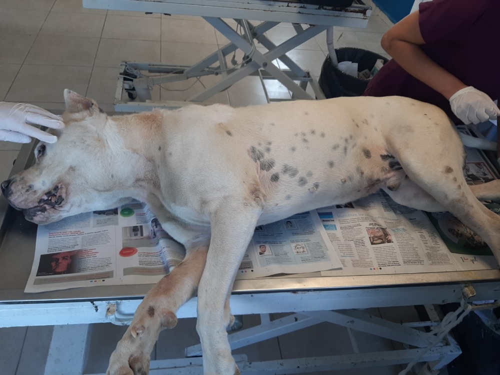Caniler köpeğin patisini delip zincir taktılar