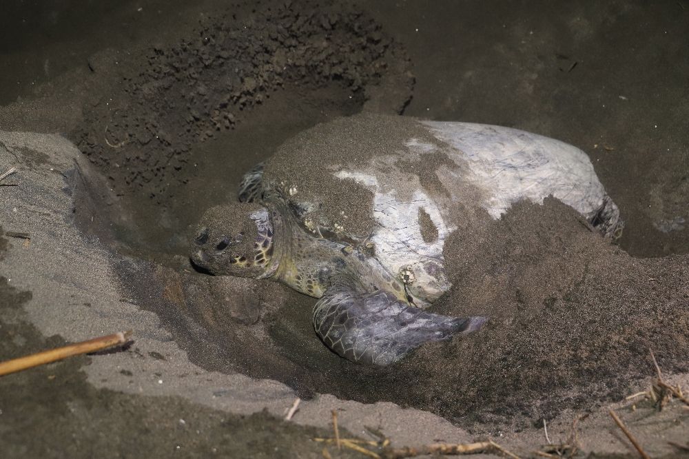 Caretta carettalar Mersin sahillerine yumurta bırakmaya başladı