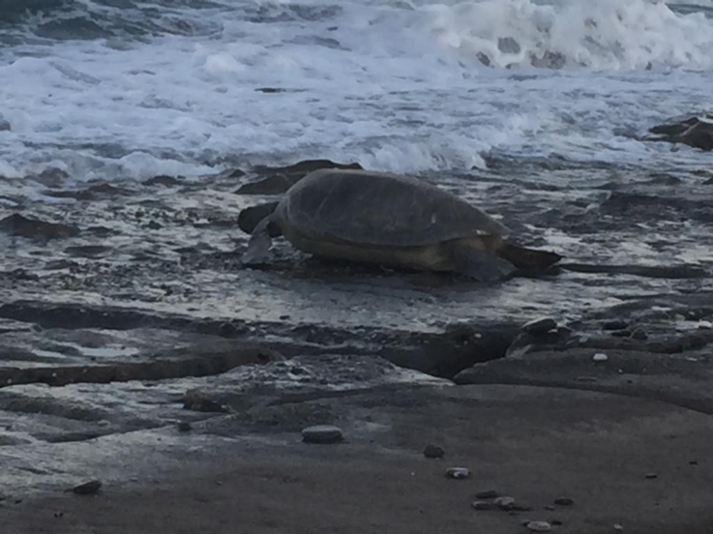 Caretta carettaların yumurtlama dönemi sürüyor