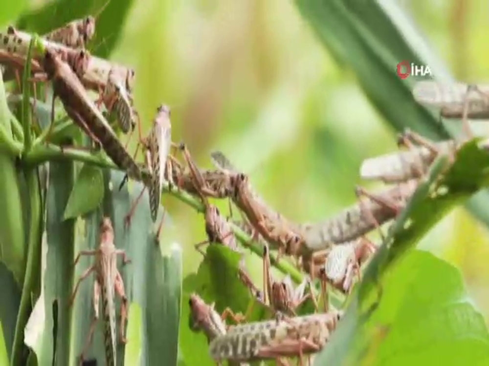 Çekirgeler birçok ülkeyi istila etti