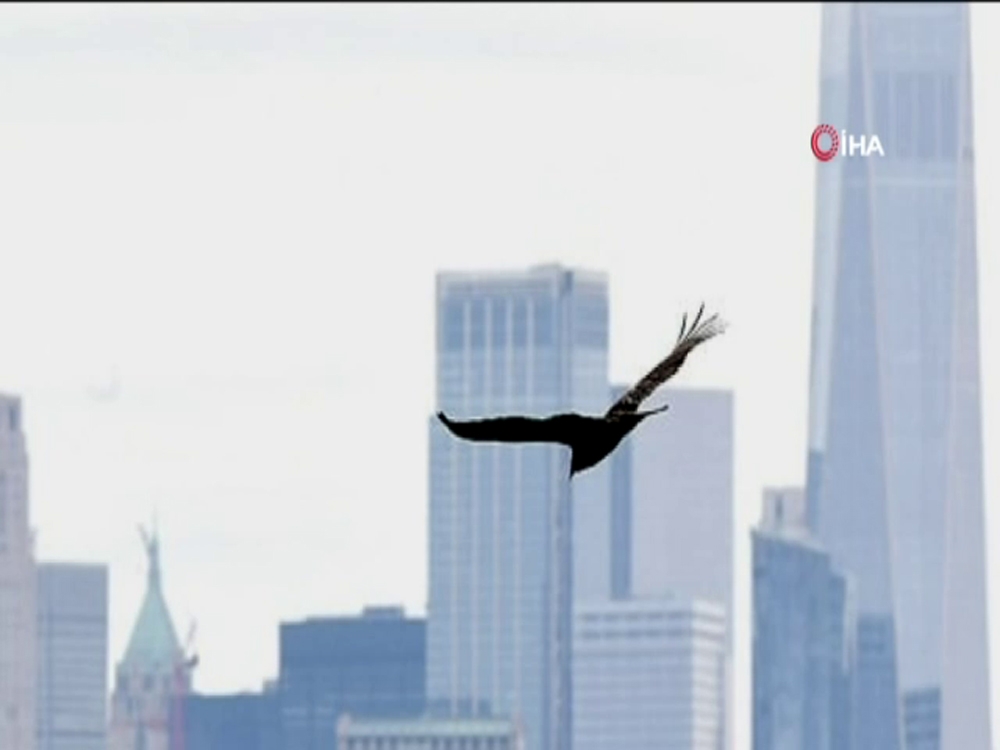 Ceset kokusu alan akbabalar New York’un üzerinde uçmaya başladı