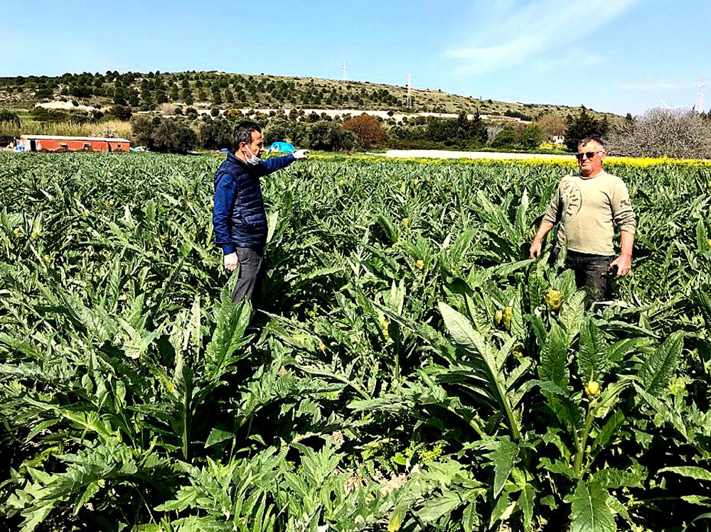 Çeşme’de sakız enginarı bereketi