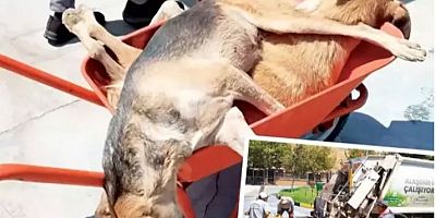 CHP'li belediye katliam yaptı! Köpekleri öldürüp çöpe attılar