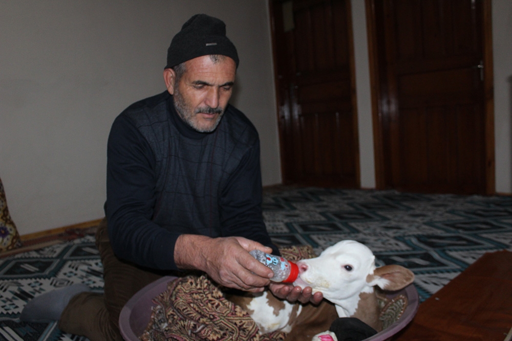 Çiftçi aile erken doğan buzağıya kendi çocukları gibi bakıyor