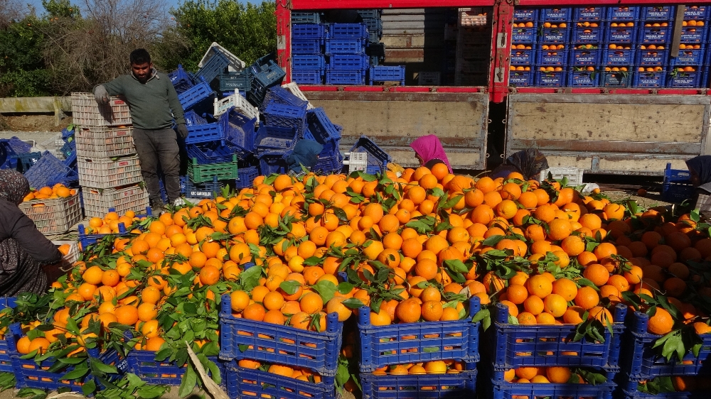 Çiftçi üretiyor aracı kazanıyor