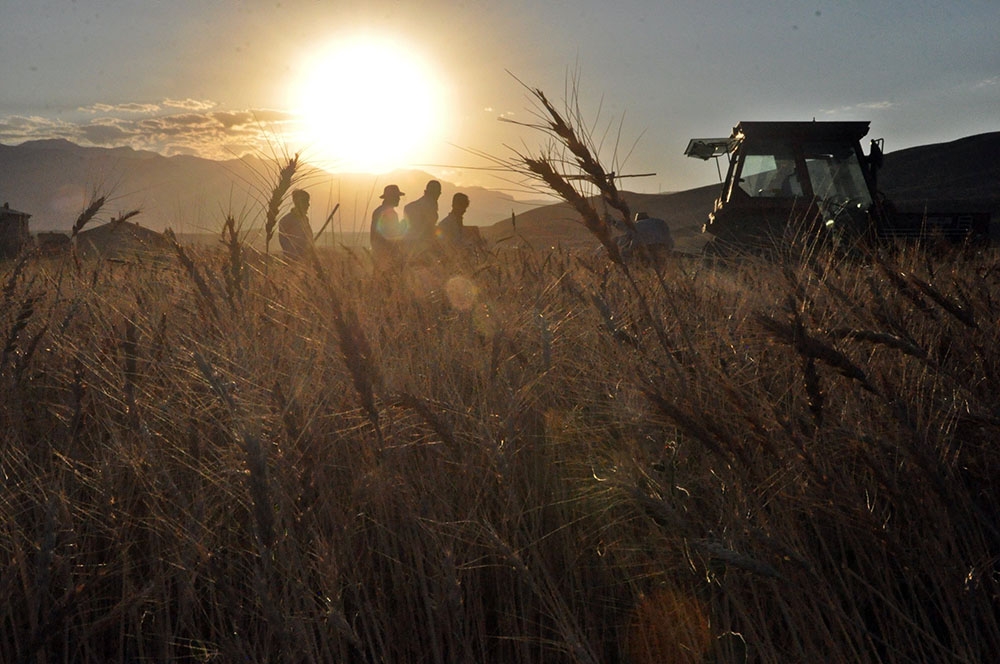 Çin dünyanın en büyük buğday üreticisi