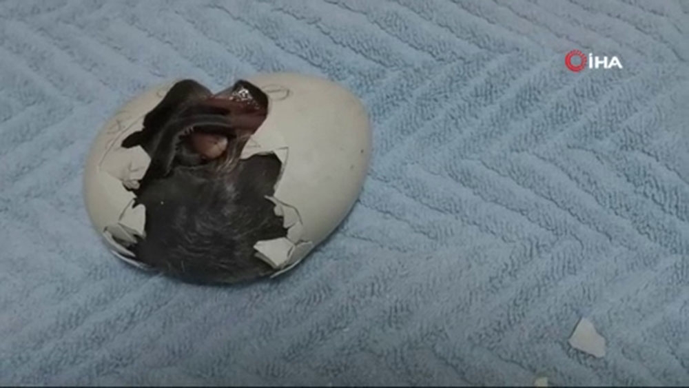 Çin’de Çember Sakallı Penguen’in yumurtadan çıktığı an ilgiyle izlendi
