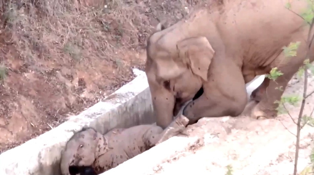 Çin’de su kanalına düşen yavru fili başka bir fil kurtardı