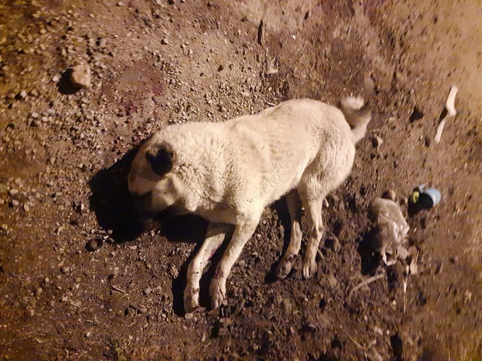 Çoban köpeklerinin öldürülmesi tepkiye yol açtı