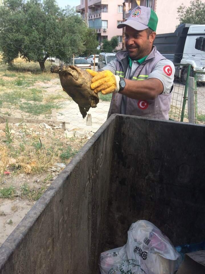 Çöpe atılan kaplumbağayı temizlik görevlileri kurtardı