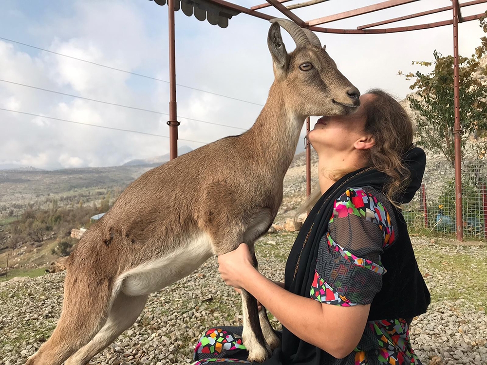 Dağ keçisi evin ‘Gule’si oldu