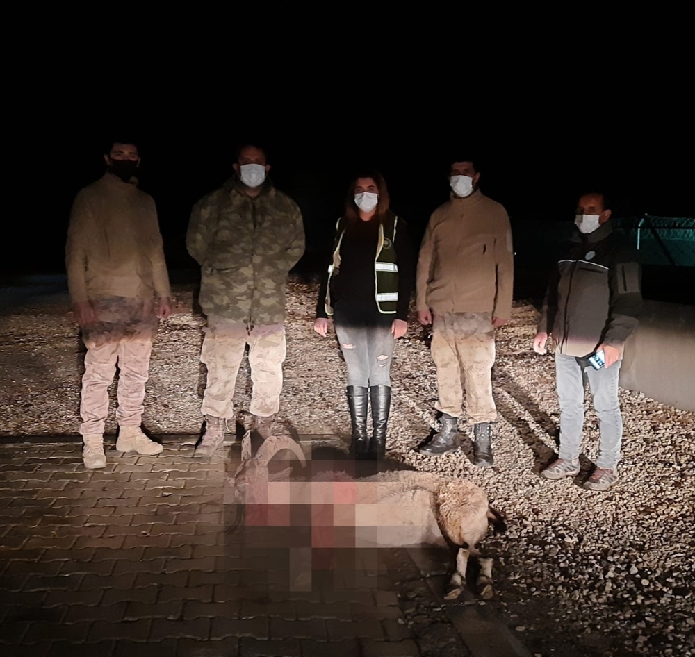 Dağ keçisini vuran şahıs yakalandı