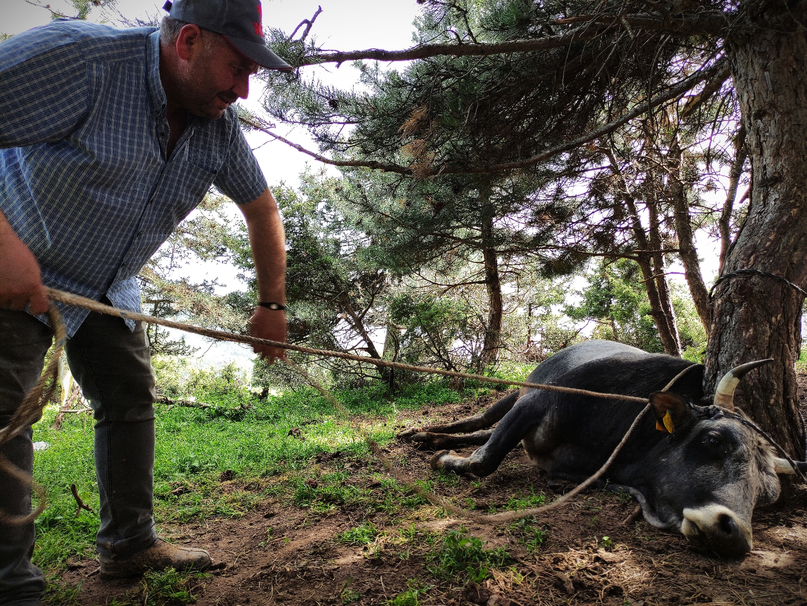 Dağda kurbanlık dana avı