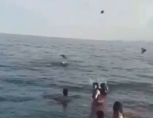 Denizdeki yavru kargaya yardım edeyim derken, yetişkin kargaların saldırısına uğradı