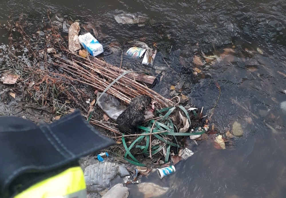 Dereden Kurtarılan Yavru Köpekler Araç Egzozuyla Isıtıldı