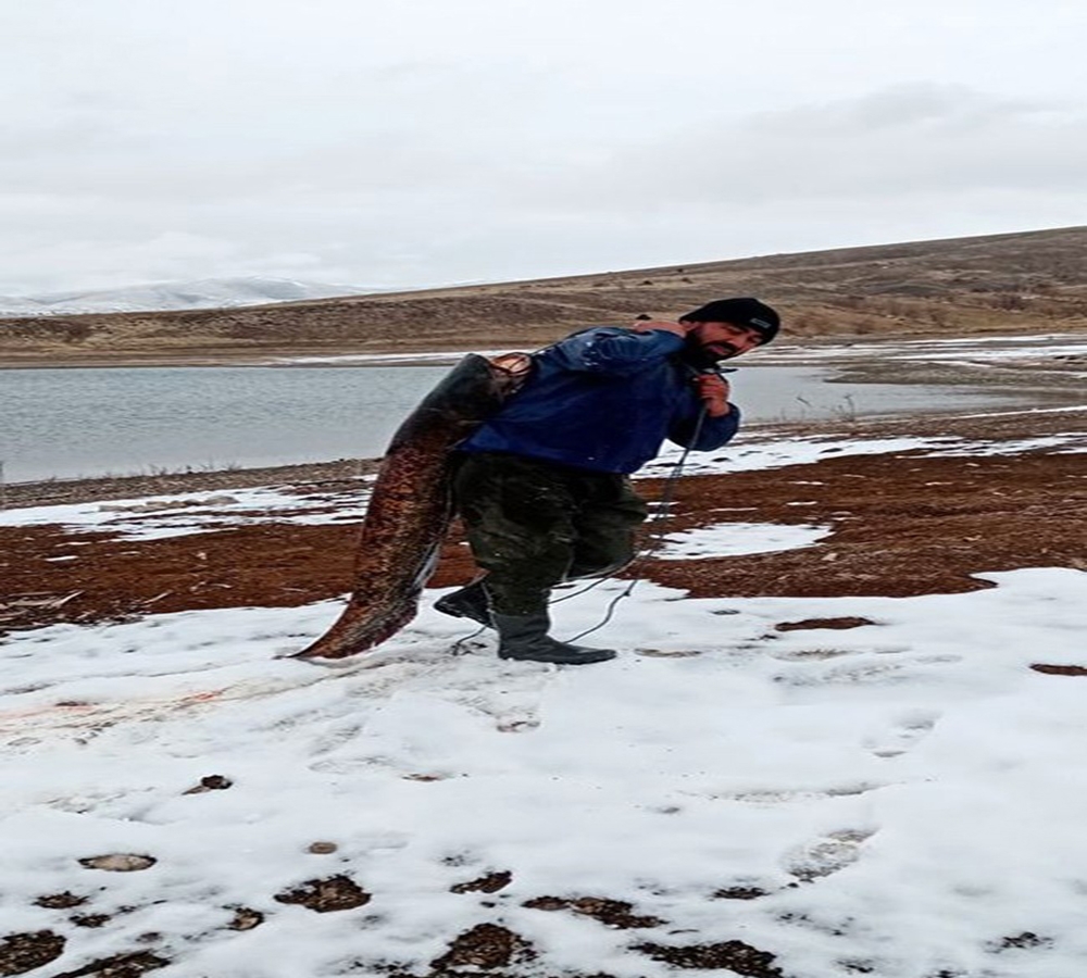 Dev Balığı Böyle Taşıdı