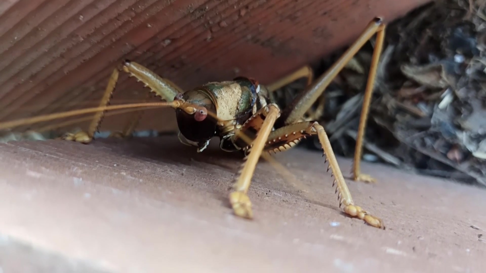 Dev çekirge görenleri hayretler içinde bıraktı