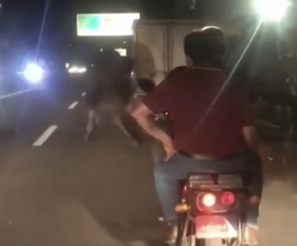 Deveyi kamyonete bağlayıp trafikte sürüklediler