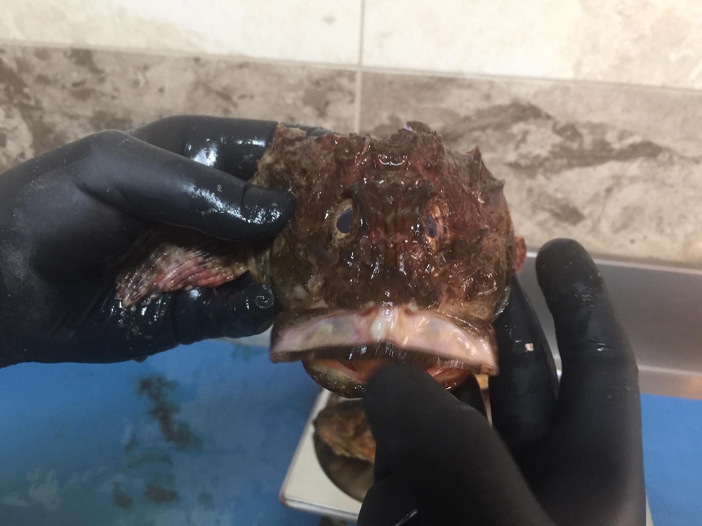 Dışı zehirli, içi lezzetli balık