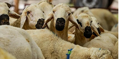 Diyanet, vekaletle kurban kesim bedelini açıkladı