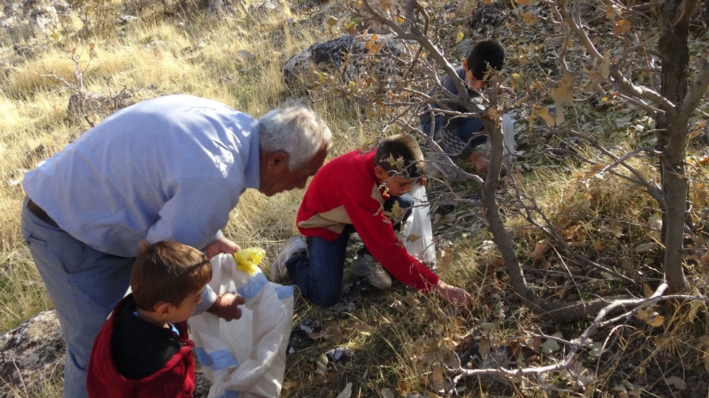 Doğunun Kestanesi Meşe Palamudu Toplanmaya Başlandı