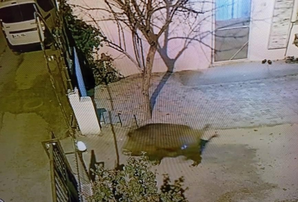 Domuzlar şehre indi