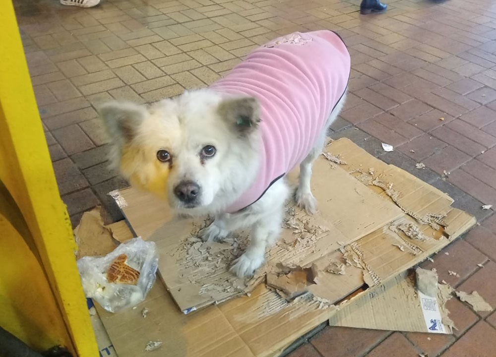 Donmak Üzere Olan Köpeğe Esnaftan Şefkat Eli