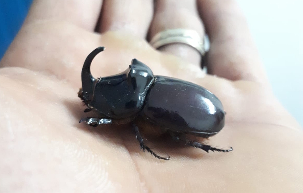 Dünyanın en güçlü böceği, davetsiz misafiri oldu