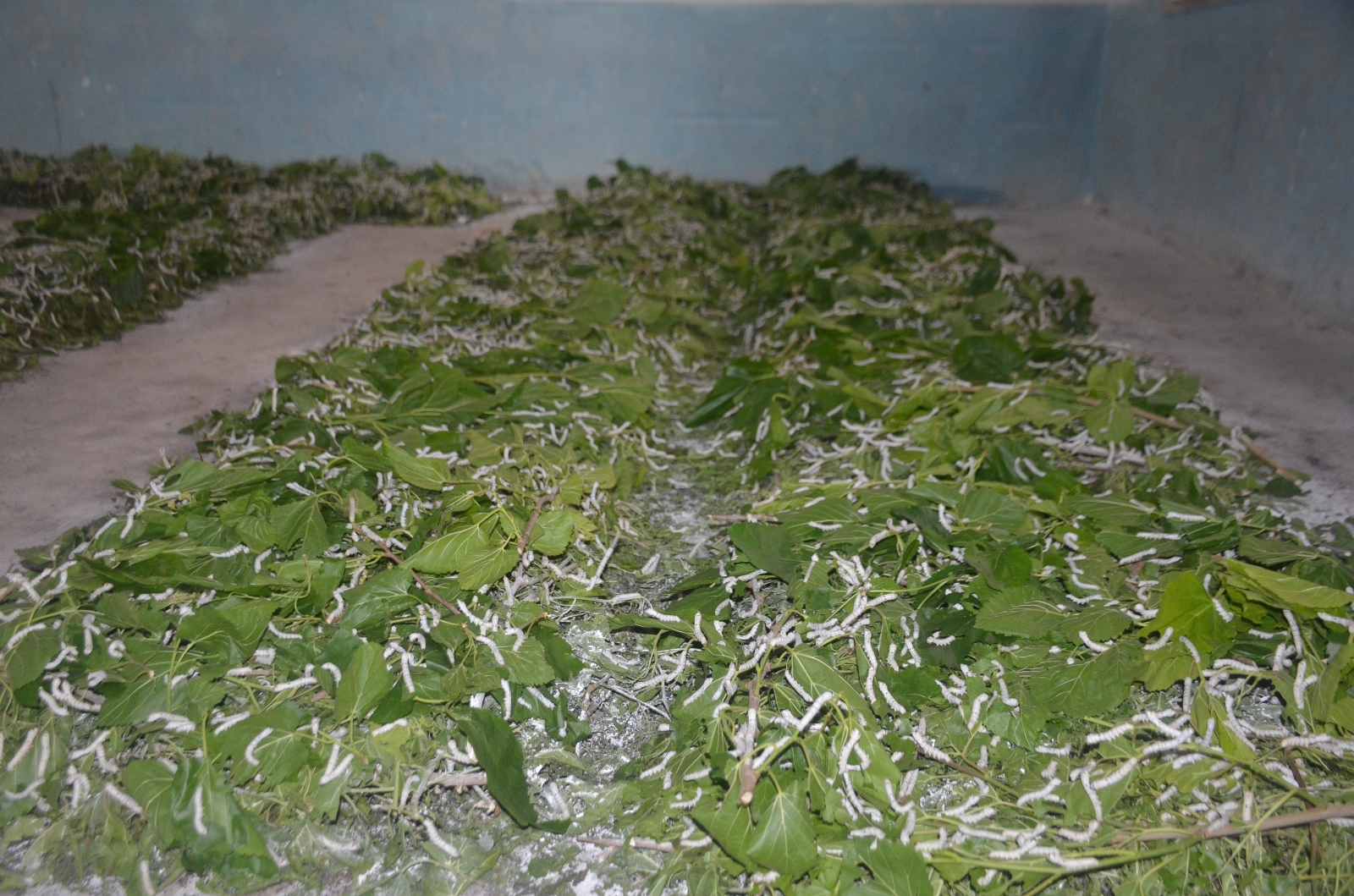 Dünyanın en sağlam ipliği