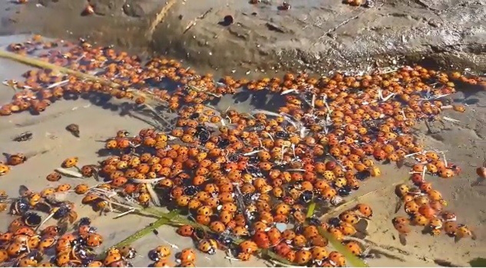 Dünyanın ilk ve tek sakin adası Gökçeada’dan korkutan görüntüler