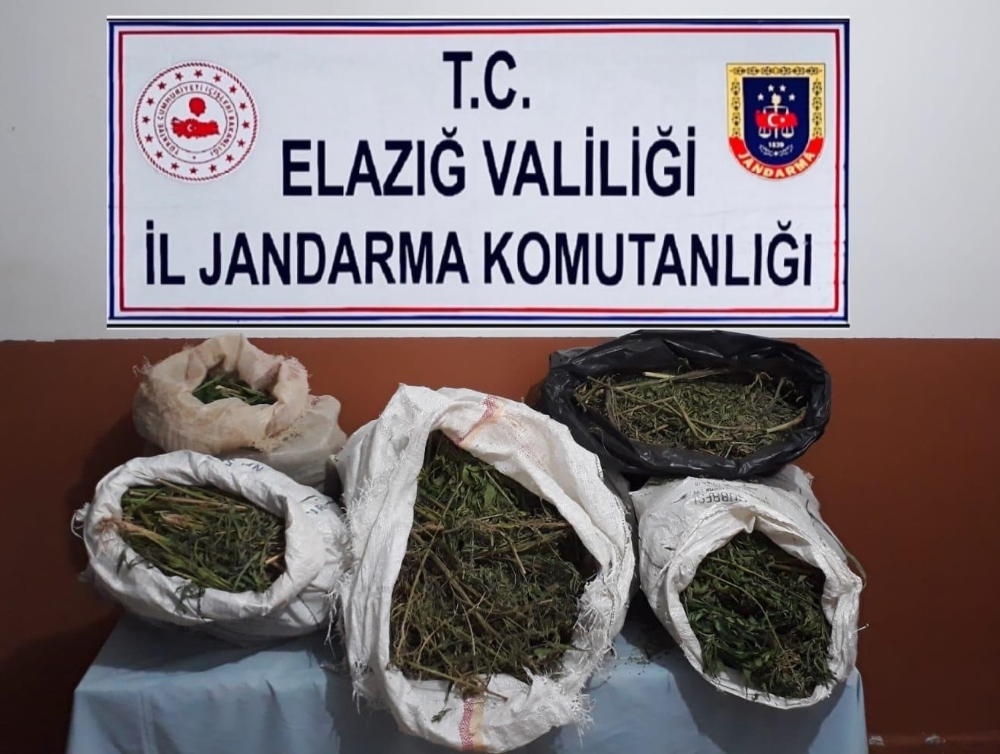 Elazığ’da 2 bin rakımda uyuşturucu tarlasına operasyon