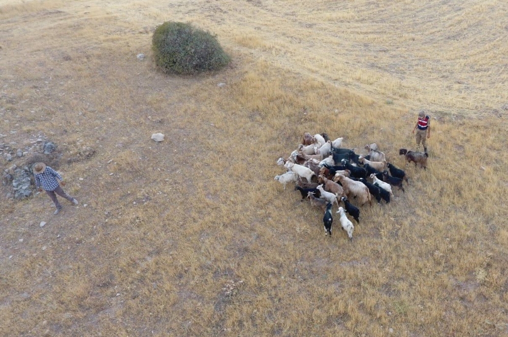 Elazığ’da firar eden hayvanlar, 7 kilometre uzakta drone ile bulundu