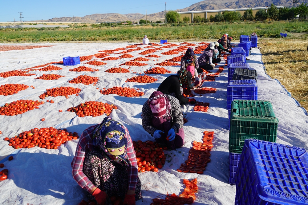 Elazığ’ın domatesi kurutulup dünyaya gönderiliyor