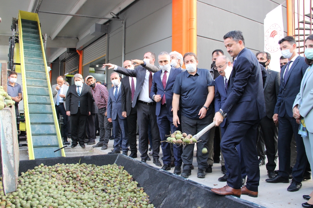 Eline küreği alan Bakan Pakdemirli makineye ceviz yükledi