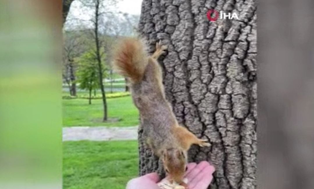 Emirgan Korusu’nda sincapları elleriyle besledi