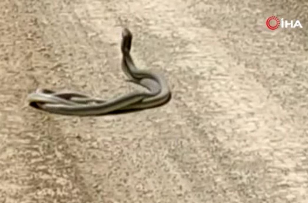 Engerek yılanlarının dansı