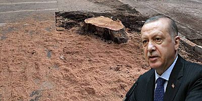 Erdoğan'dan İBB'ye ağaç tepkisi: Gezi'de fırtına koparanlar kılını bile kıpırdatmıyor!