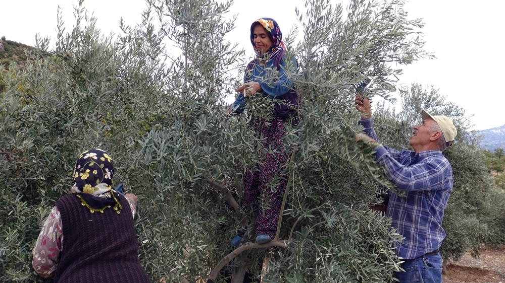 Ermenekte Zeytin, Yöre Halkının Umudu Oldu