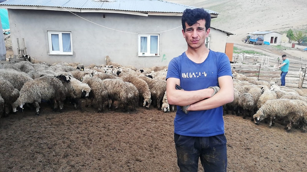 Erzincan’da 80’e yakın kuzu ahırdan çalındı