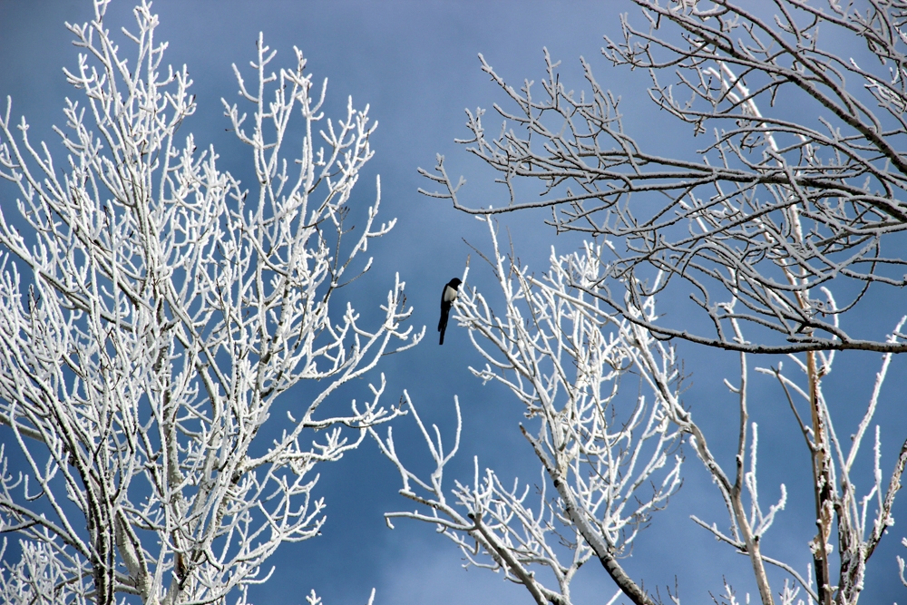 Erzurum’da kırağı sonrası görsel şölen